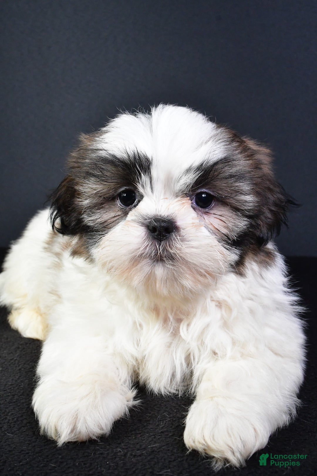 Shih Tzu dogs for sale: Jay - Image 7