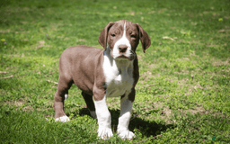 Great Dane dogs for sale: Jack - Image 20
