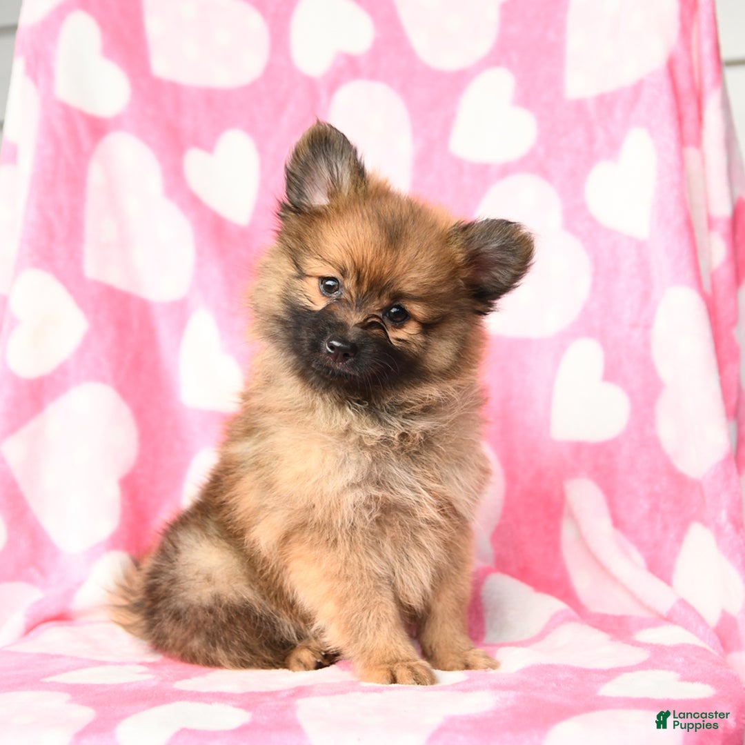 Pomeranian dogs for sale: Pomeranian 3 puppies - Image 8
