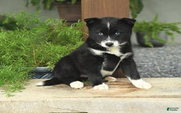 Pomsky dogs for sale: Honey - Image 3