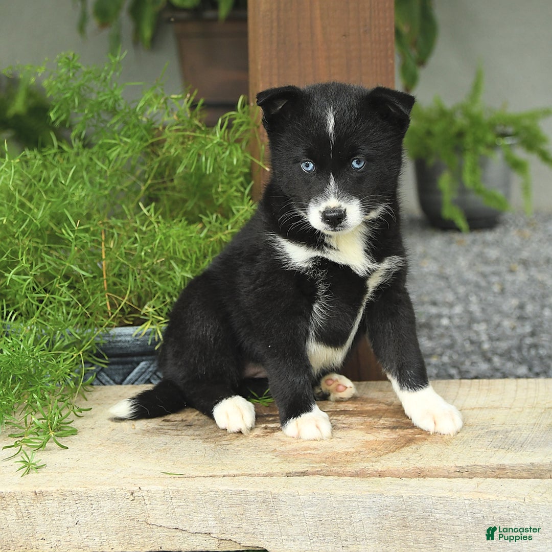 Pomsky dogs for sale: Honey - Image 3