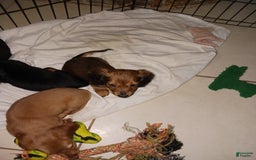 Dachshund dogs for sale: Female - Image 2
