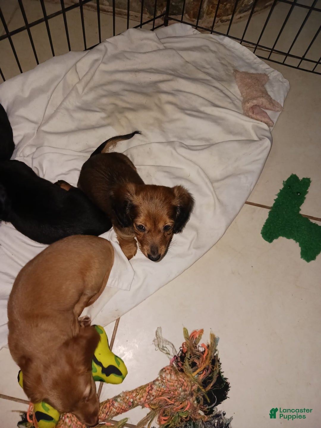 Dachshund dogs for sale: Female - Image 2