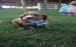 Cavapoo dogs for sale: Toodles - Image 4
