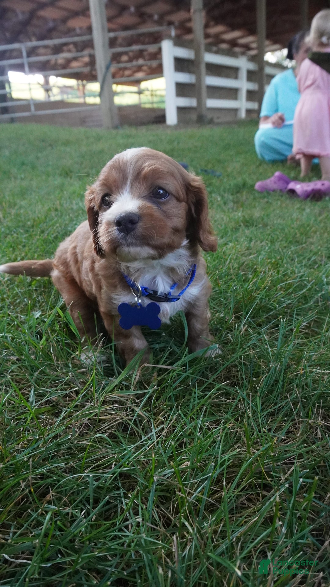 Cavapoo dogs for sale: Toodles - Image 4