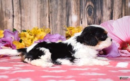 Cavalier King Charles Spaniel dogs for sale: Everly - Image 2