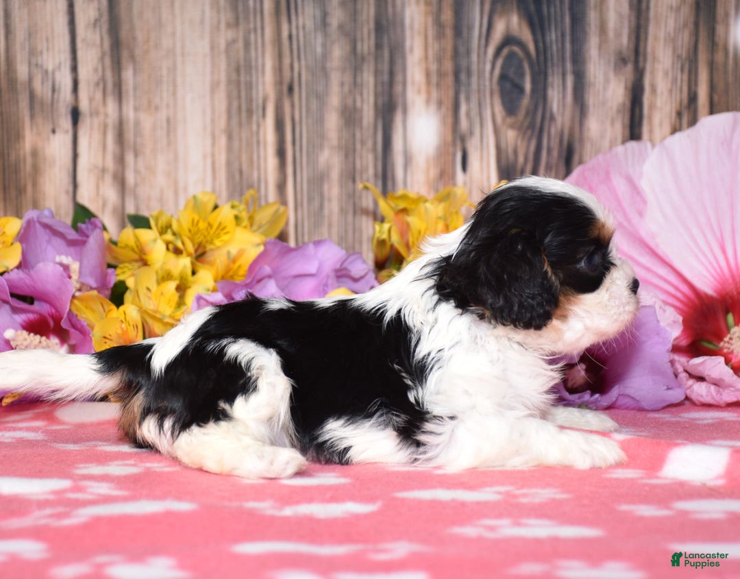 Cavalier King Charles Spaniel dogs for sale: Everly - Image 2
