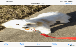 Cavachon dogs for sale: Snow - Image 6