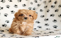Cavapoo dogs for sale: Alex - Image 16