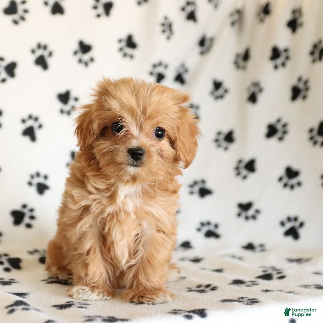 Cavapoo dogs for sale: Alex - Image 16