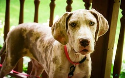 Great Dane dogs for sale: Jovie - Image 9