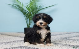 Bernedoodle dogs for sale: Conner - Image 3