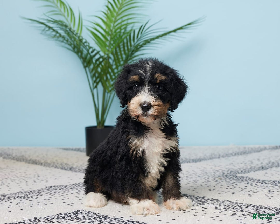 Bernedoodle dogs for sale: Conner - Image 3