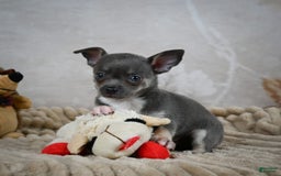 Chihuahua dogs for sale: Saul - Image 1