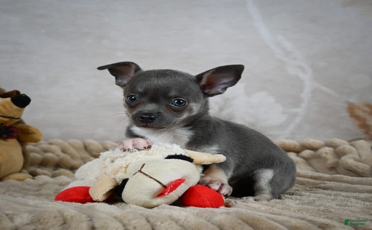 Chihuahua dogs for sale - Ad 5