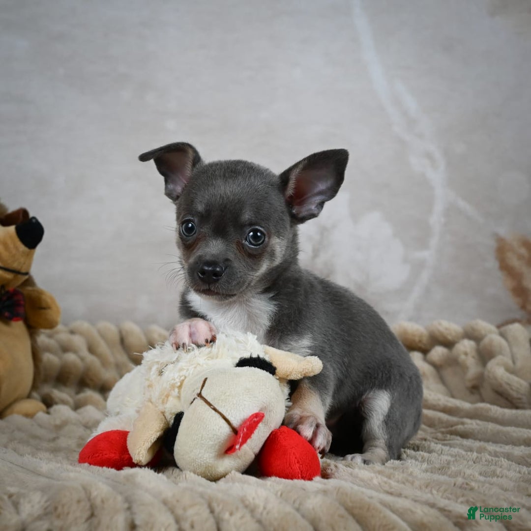 Chihuahua dogs for sale: Saul - Image 1
