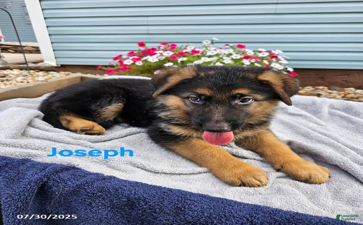 German Shepherd dogs for sale - Ad 4