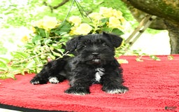 Miniature Schnauzer dogs for sale: Pearl - Image 4