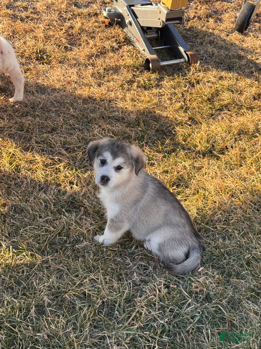 Alaskan Malamute dogs for sale: Lagertha - Image 2