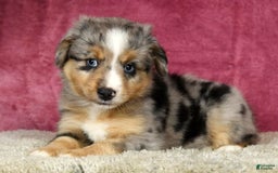 Miniature Australian Shepherd dogs for sale: Alex - Image 9