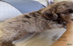 Standard Poodle dogs for sale: Amos - Image 10