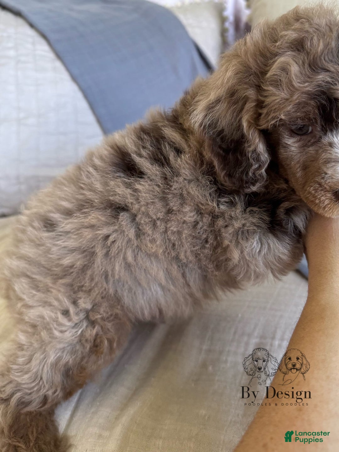 Standard Poodle dogs for sale: Amos - Image 10
