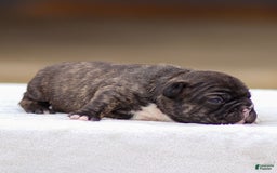 Frenchton dogs for sale: Brooke - Image 2