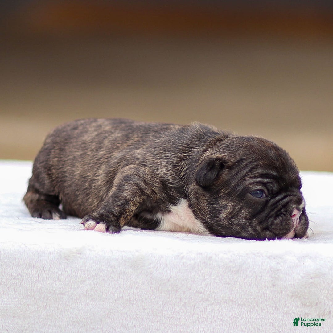 Frenchton dogs for sale: Brooke - Image 2