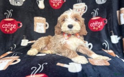 Cockapoo dogs for sale: Kilo - Image 3