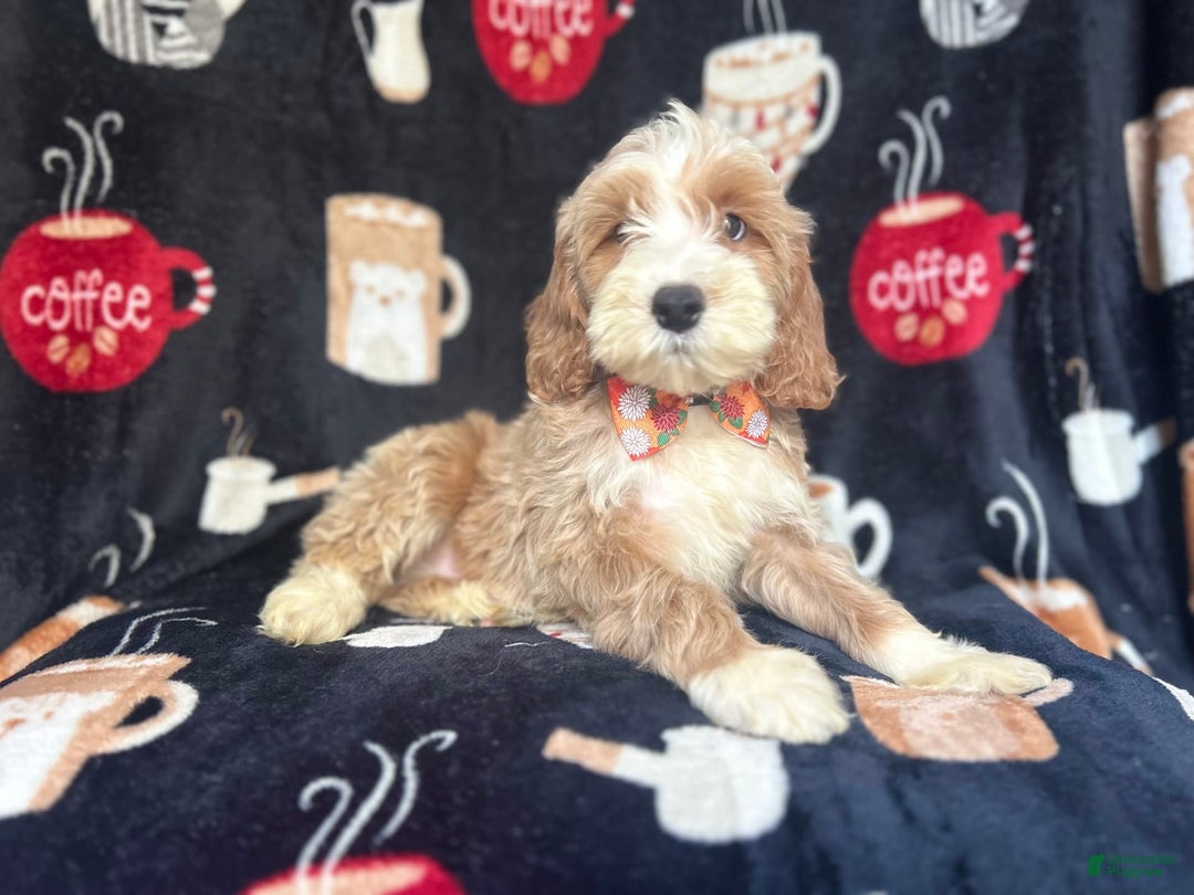 Cockapoo dogs for sale: Kilo - Image 3