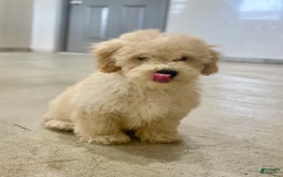 Bichpoo dogs for sale: Chase - Image 1