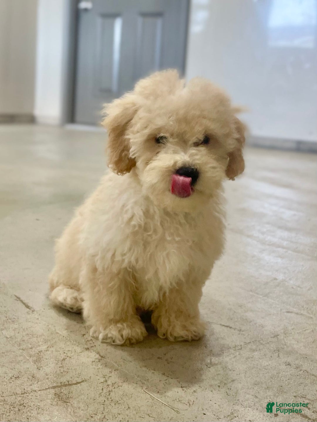 Bichpoo dogs for sale: Chase - Image 1