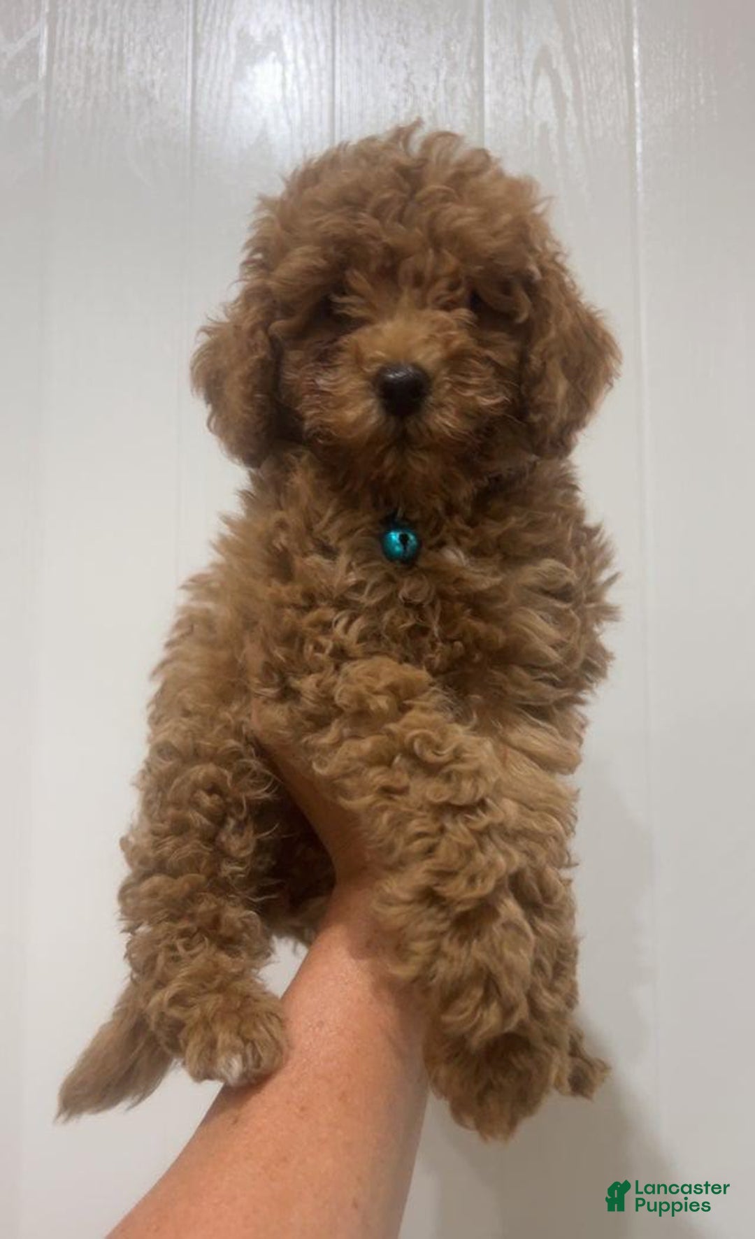 Toy Poodle dogs for sale: Mr Blue - Image 3