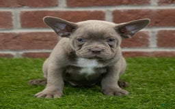 Frenchton dogs for sale: Rocket - Image 9