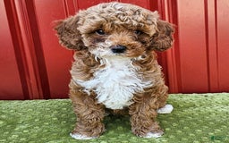 Miniature Poodle dogs for sale: Bailey - Image 1