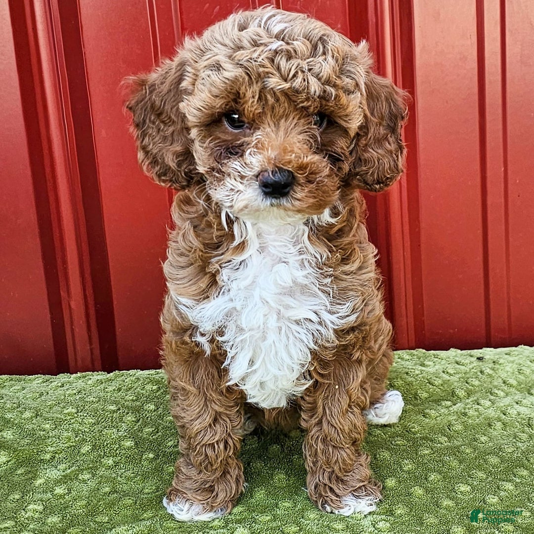 Miniature Poodle dogs for sale: Bailey - Image 1