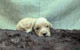 Cockapoo dogs for sale: Fishlegs - Image 15