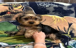 Yorkshire Terrier dogs for sale: Blue3 - Image 2