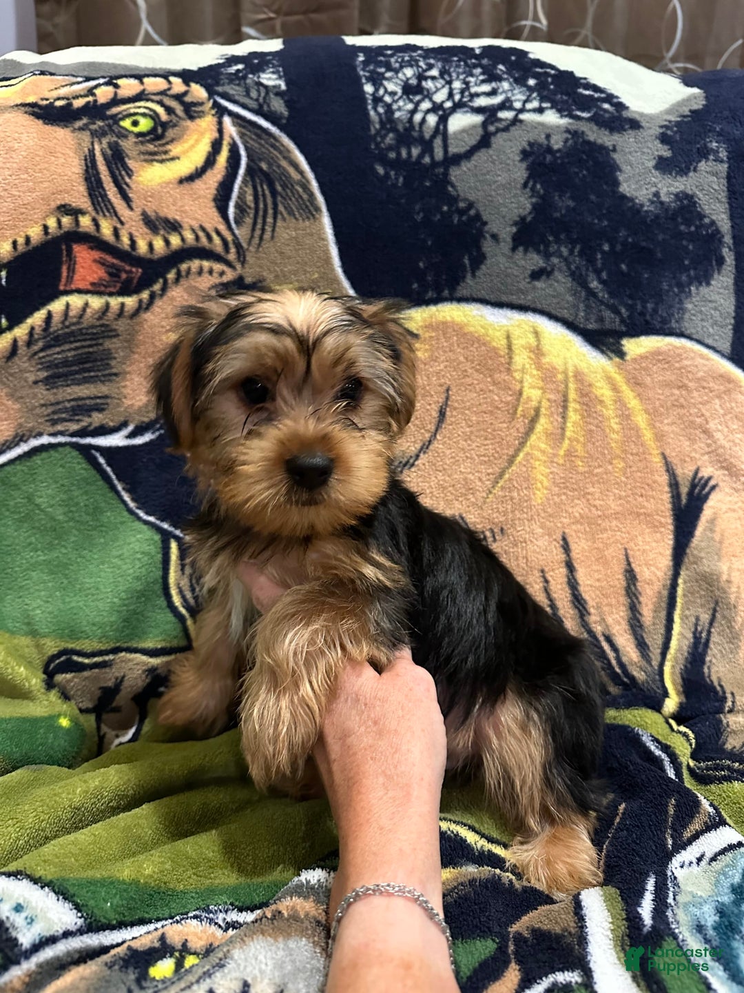 Yorkshire Terrier dogs for sale: Blue3 - Image 2