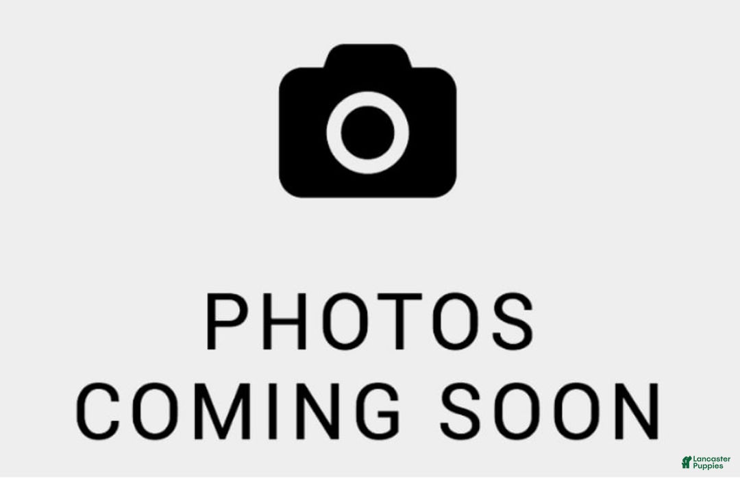 Mini Bernedoodle dogs for sale: 💗 In Boston Massachusetts 💗 Two Blue Eyes 💗 Mini Bernedoodle 💗 - Image 1