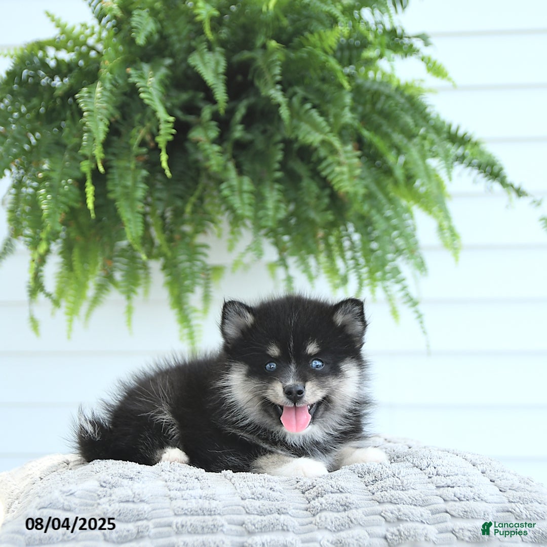 Pomsky dogs for sale: Baxter - Image 2