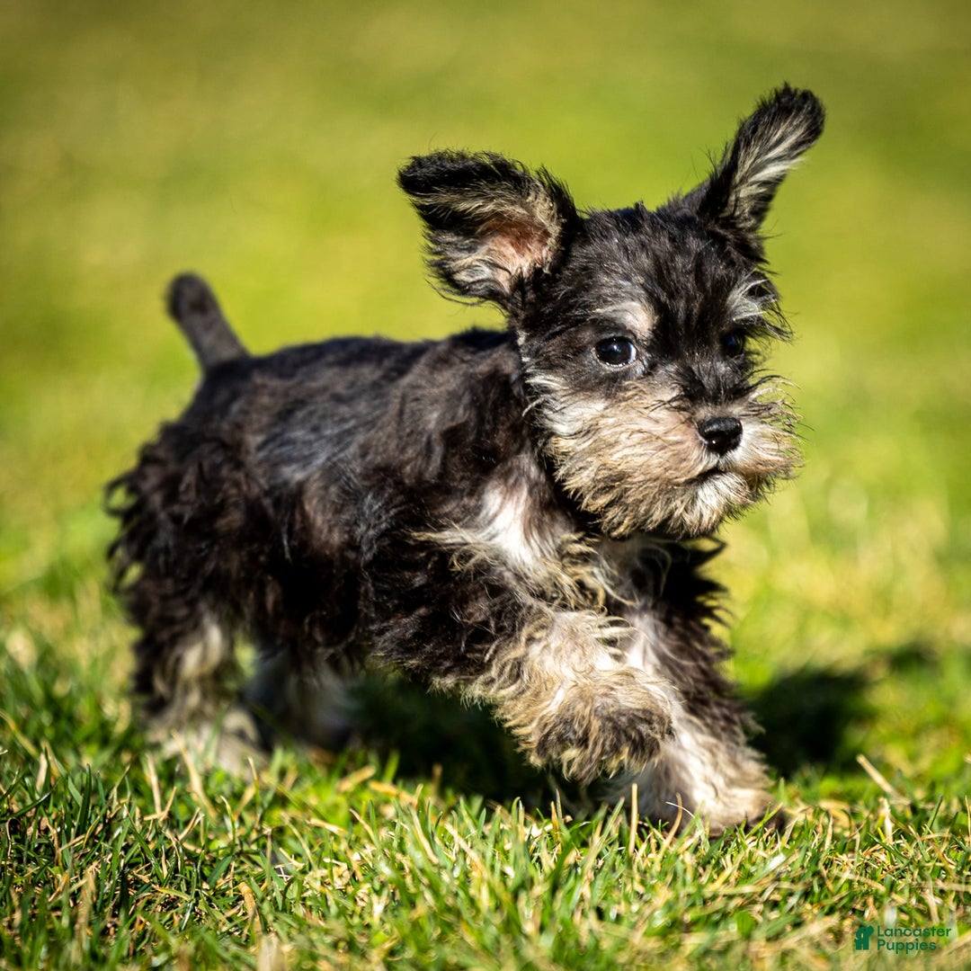 Miniature Schnauzer dogs for sale: Hugo - Image 1