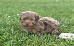 Aussiedoodle dogs for sale: Reagan - Image 2