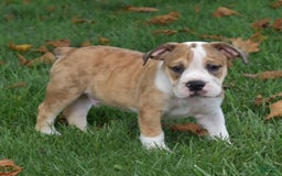 Beabull dogs for sale: Dozer - Image 4