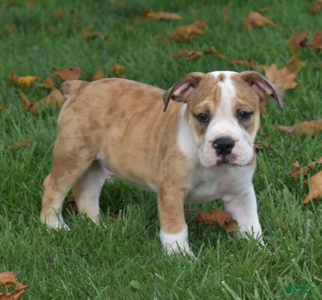 Beabull dogs for sale: Dozer - Image 4