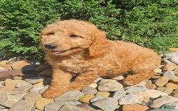 Goldendoodle dogs for sale: Angel - Image 1