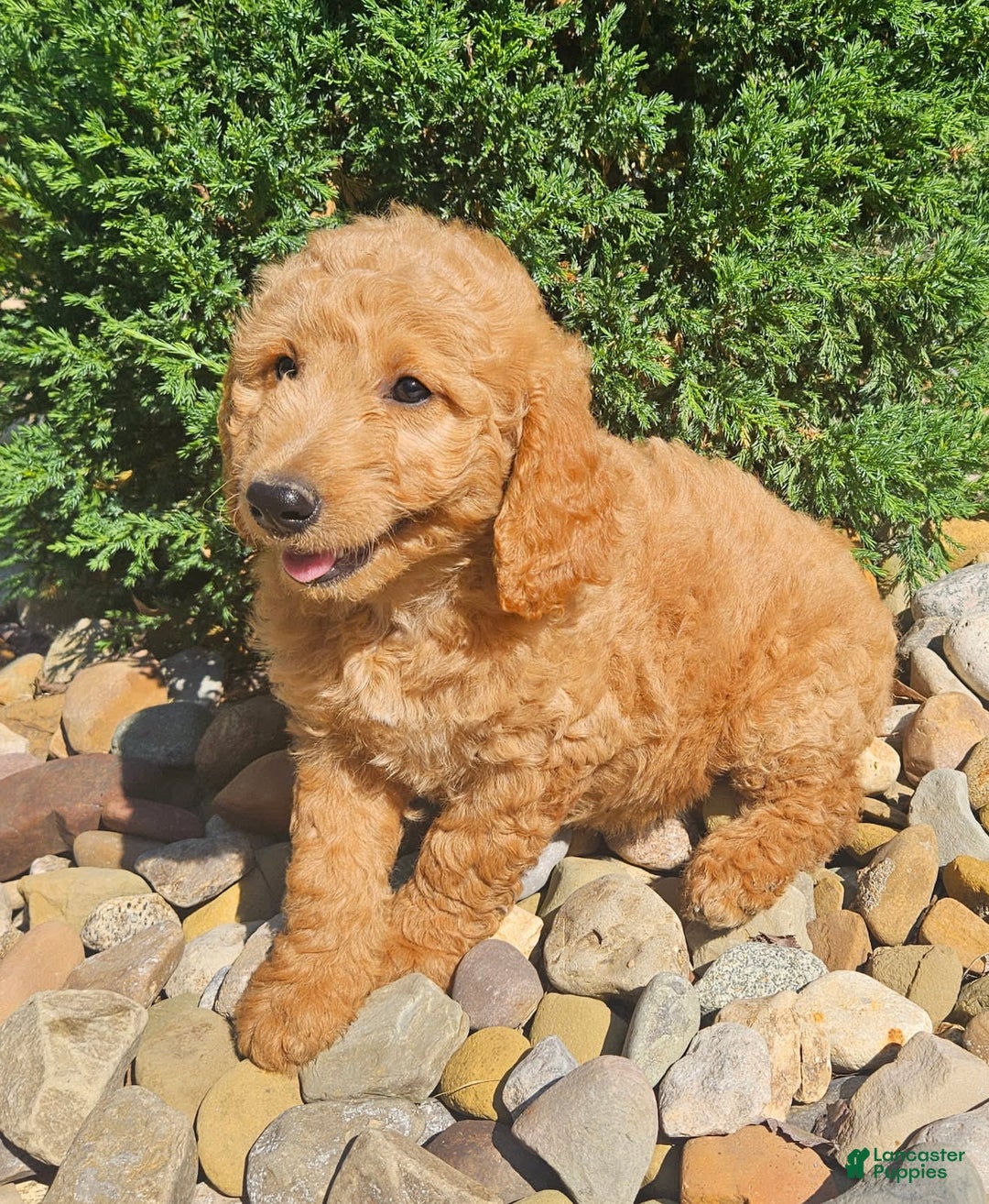Goldendoodle dogs for sale: Angel - Image 1