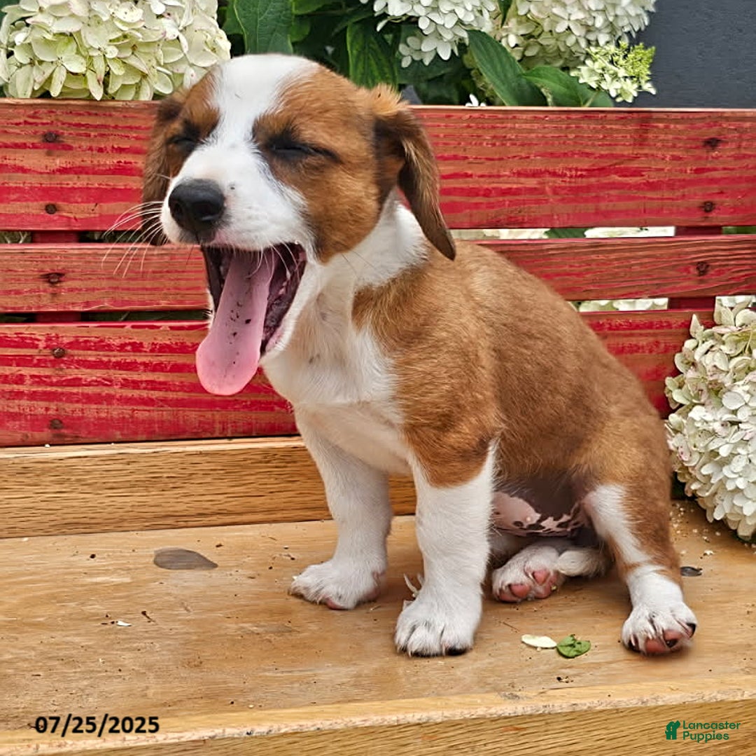 Jack Russell Terrier dogs for sale: Teresa - Image 3