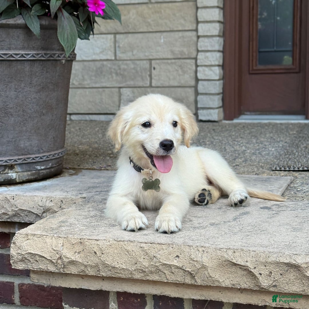 Golden Retriever dogs for sale: Winston - Image 2