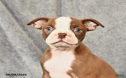 Boston Terrier dogs for sale: Marley - Image 3